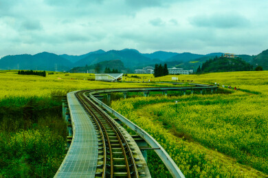 中国云南罗平金鸡峰丛景区，罗平油菜花