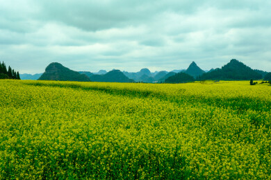 中国云南罗平金鸡峰丛景区，罗平油菜花