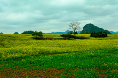 中国云南罗平金鸡峰丛景区，罗平油菜花