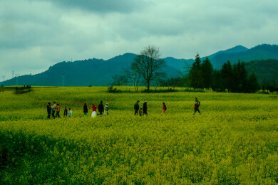 中国云南罗平金鸡峰丛景区，罗平油菜花