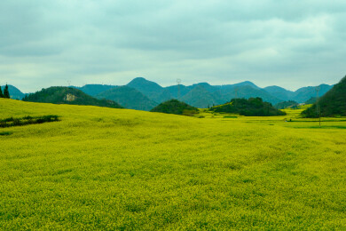 中国云南罗平金鸡峰丛景区，罗平油菜花 