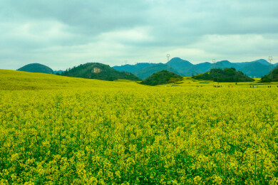 中国云南罗平金鸡峰丛景区，罗平油菜花 
