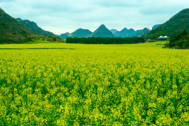 中国云南罗平金鸡峰丛景区，罗平油菜花 