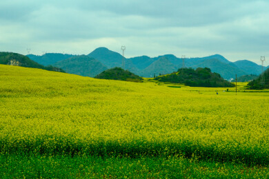 中国云南罗平金鸡峰丛景区，罗平油菜花 