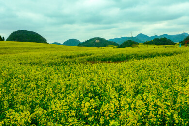 中国云南罗平金鸡峰丛景区，罗平油菜花 