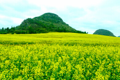 中国云南罗平金鸡峰丛景区，罗平油菜花 