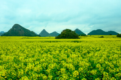 中国云南罗平金鸡峰丛景区，油菜花，国家4