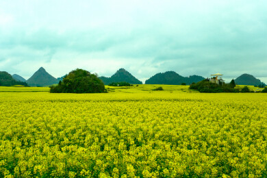 中国云南罗平金鸡峰丛景区，油菜花，国家4
