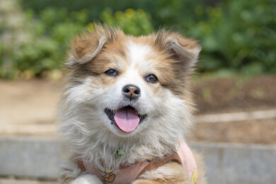 宠物狗中华田园犬