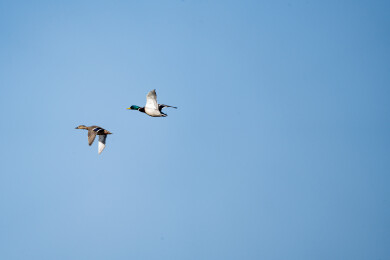 飞翔的赤麻鸭