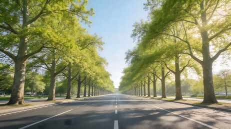 林荫大道绿叶阳光清晨场景