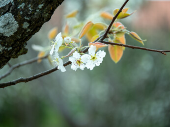 梨花特写