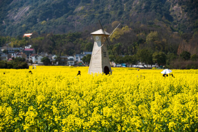 安徽九子岩油菜花海