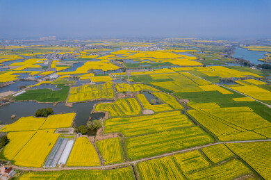 春日的芜湖响水涧油菜花海风光