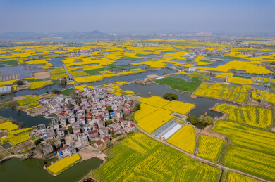 春日的芜湖响水涧油菜花海风光
