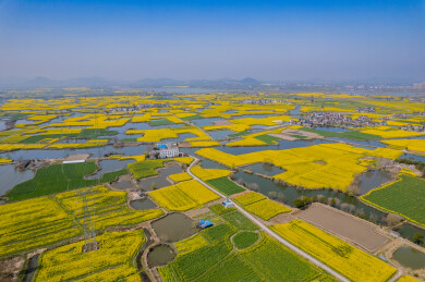 春日的芜湖响水涧油菜花海风光