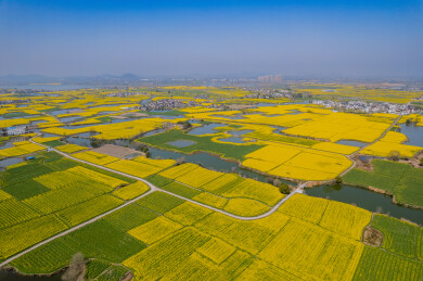 春日的芜湖响水涧油菜花海风光