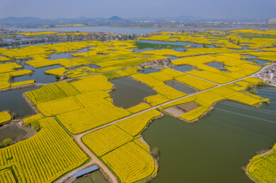 春日的芜湖响水涧油菜花海风光