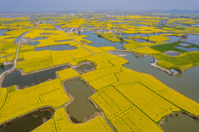 春日的芜湖响水涧油菜花海风光