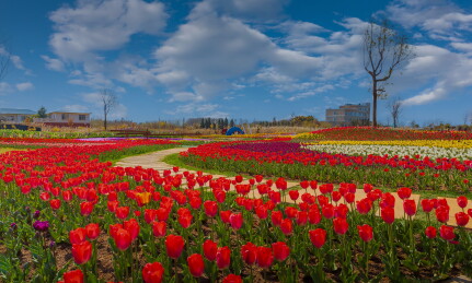 中国云南昆明斗南多彩郁金香花海美景