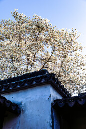 中国江苏苏州艺圃早春风光