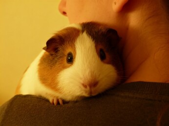 豚鼠依偎主人肩头温馨画面