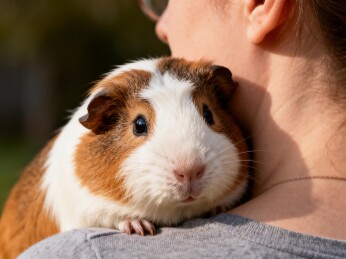 豚鼠依偎主人肩头温馨画面