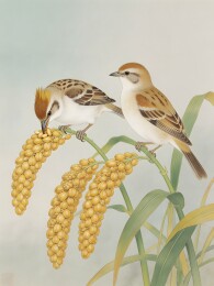 两只小鸟栖息谷穗之上
