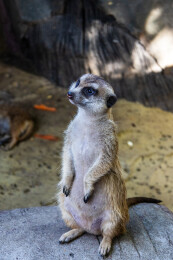 动物园里的狐獴