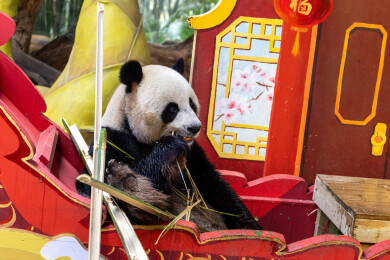 广州长隆野生动物世界熊猫在吃竹子