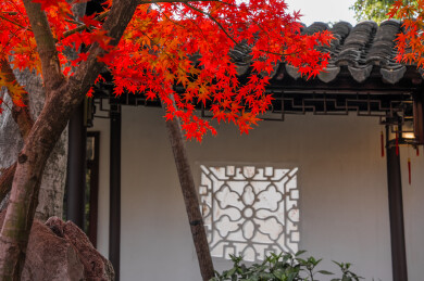 苏州园林留园秋天红色枫叶