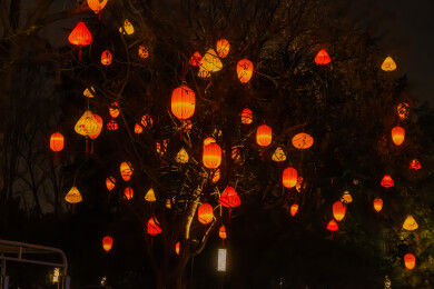 夜空中的灯笼树