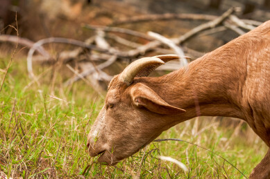 户外放牧散养的吃草山羊特写