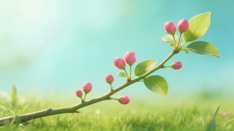 早春嫩枝花蕾初绽