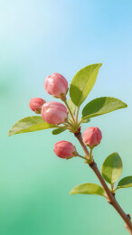 粉蕾嫩枝映初春