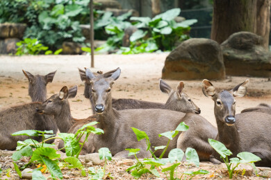 群居生活的黑鹿