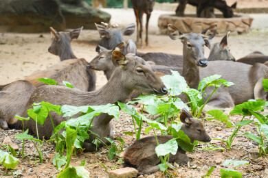 群居生活的黑鹿