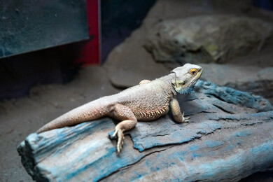 爬行类动物鬃狮蜥