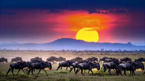 非洲草原日落时分的角马群