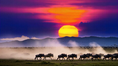 日落时分草原上的角马群迁徙