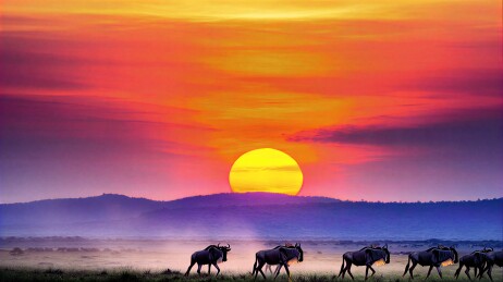 非洲草原日落时分的角马群