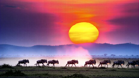 日落时分草原上的角马群