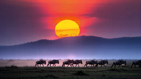 日落时分草原上的角马群