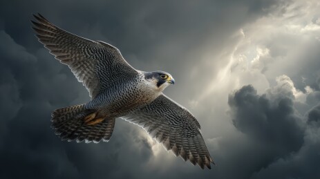 黑白色调展翅翱翔的鹰图