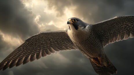 黑白色调展翅翱翔的鹰图