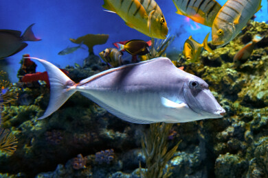 单角鼻鱼长吻鼻鱼