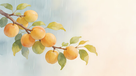 杏果缀枝雨中初夏