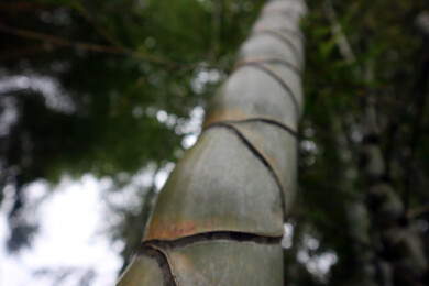 四川长宁：龟甲竹，龙鳞纹奇观