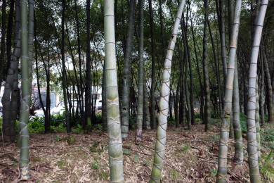四川长宁：龟甲竹，龙鳞纹奇观