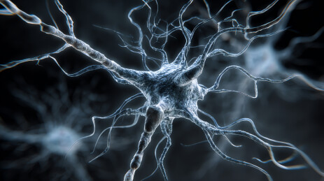 神经元结构细节展示